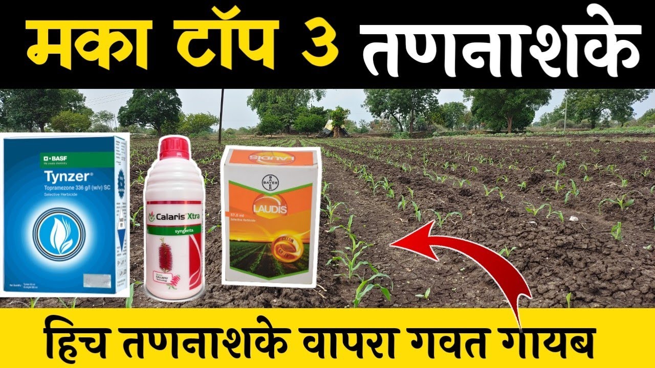 Makka Tanashak List मका पिकात वाढलेली गवत? हे एकच तणनाशक देईल 100% तोडगा!
