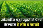 Soyabean Perani Padhat