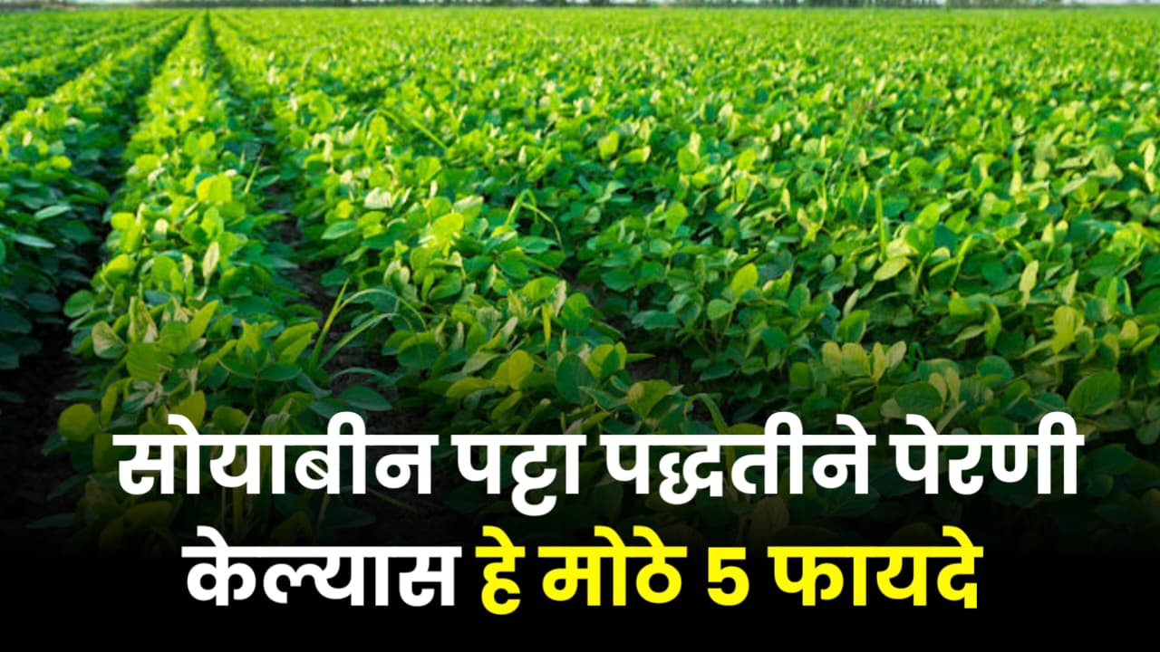 Soyabean Perani Padhat